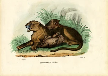 Löwin mit Jungen, 1863-79